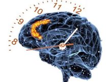 Study Reveals How Brains Track Time