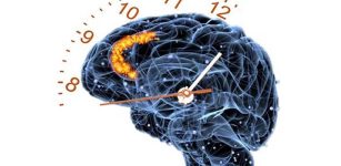 Study Reveals How Brains Track Time