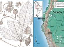 Scientists Find Plants That May Create Climate-Resistant Chocolate