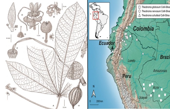 Scientists Find Plants That May Create Climate-Resistant Chocolate