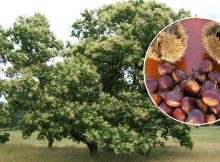American Chestnut Trees, Their Breeding In The Changing Climate