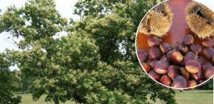 American Chestnut Trees, Their Breeding In The Changing Climate