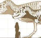 T. rex Estimated To Be 70% Heavier Than Previously Thought