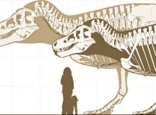 T. rex Estimated To Be 70% Heavier Than Previously Thought