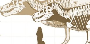 T. rex Estimated To Be 70% Heavier Than Previously Thought