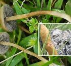 Two New Psilocybe Mushroom Species Found In Southern Africa