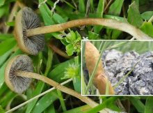 Two New Psilocybe Mushroom Species Found In Southern Africa