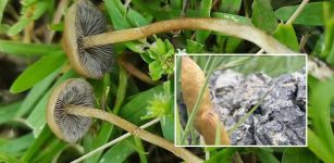 Two New Psilocybe Mushroom Species Found In Southern Africa