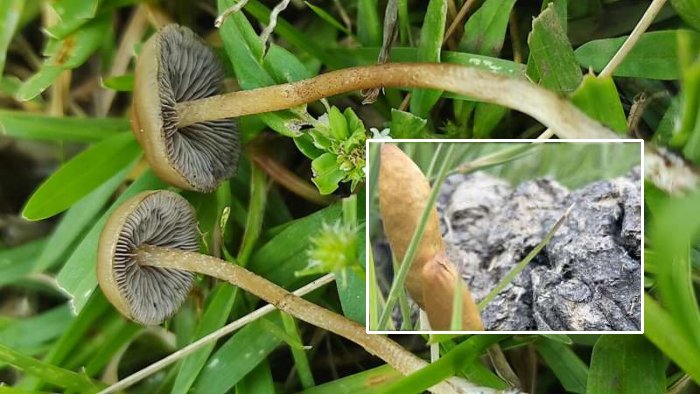 Two New Psilocybe Mushroom Species Found In Southern Africa ...