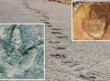 Dinosaur Footprints Matched Across Atlantic Ocean