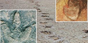 Dinosaur Footprints Matched Across Atlantic Ocean