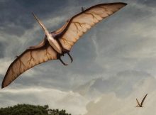 Giant Prehistoric Flying Reptile Took Off Like Bats, - Study