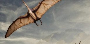 Giant Prehistoric Flying Reptile Took Off Like Bats, - Study