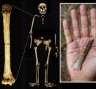 Smallest Arm Bone In Human Fossil Record Illuminates Homo floresiensis Origin