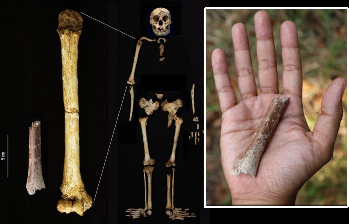 Smallest Arm Bone In Human Fossil Record Illuminates Homo floresiensis Origin