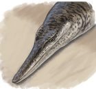 135-Million-Year-Old Marine Crocodile Sheds Light On Cretaceous Life