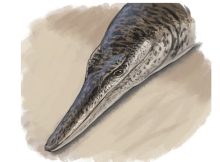 135-Million-Year-Old Marine Crocodile Sheds Light On Cretaceous Life