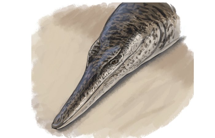 135-Million-Year-Old Marine Crocodile Sheds Light On Cretaceous Life