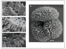 Microscopic Fossilized Shells Reveal Ancient Climate Patterns