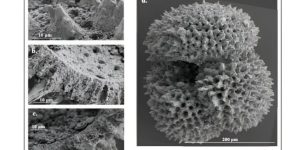 Microscopic Fossilized Shells Reveal Ancient Climate Patterns