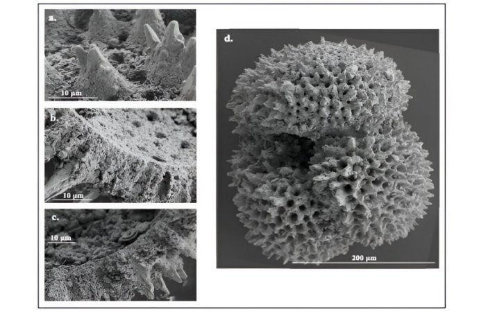 Microscopic Fossilized Shells Reveal Ancient Climate Patterns