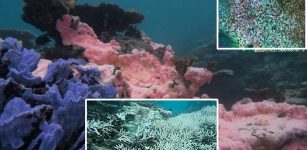 'Humanity Is Failing': Official Report: Time Running Out To Save Great Barrier Reef