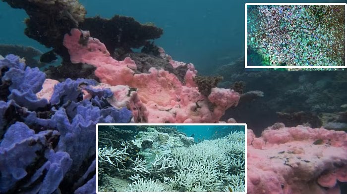 'Humanity Is Failing': Official Report: Time Running Out To Save Great Barrier Reef