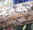 Arborglyphs – Basque Immigrant Sheepherders Left Their Marks On Aspen Trees In The American West