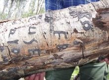 Arborglyphs – Basque Immigrant Sheepherders Left Their Marks On Aspen Trees In The American West