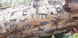 Arborglyphs – Basque Immigrant Sheepherders Left Their Marks On Aspen Trees In The American West