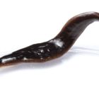 New Predatory Flatworm Discovered In Southeastern United States