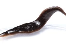 New Predatory Flatworm Discovered In Southeastern United States