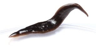 New Predatory Flatworm Discovered In Southeastern United States