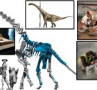 Qunkasaura: New Sauropod Dinosaur From The Cretaceous Discovered In The Iberian Peninsula