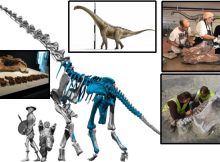 Qunkasaura: New Sauropod Dinosaur From The Cretaceous Discovered In The Iberian Peninsula