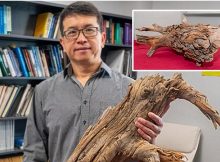 'Wood Vaulting’ - Discovery Of 3,775-Year-Old Preserved Log Could Tackle Climate Change