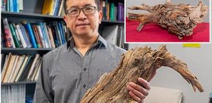 'Wood Vaulting’ - Discovery Of 3,775-Year-Old Preserved Log Could Tackle Climate Change