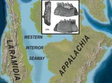 Colorado 'Swamp Dweller' Mammal That Lived Alongside Dinosaurs