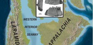 Colorado 'Swamp Dweller' Mammal That Lived Alongside Dinosaurs