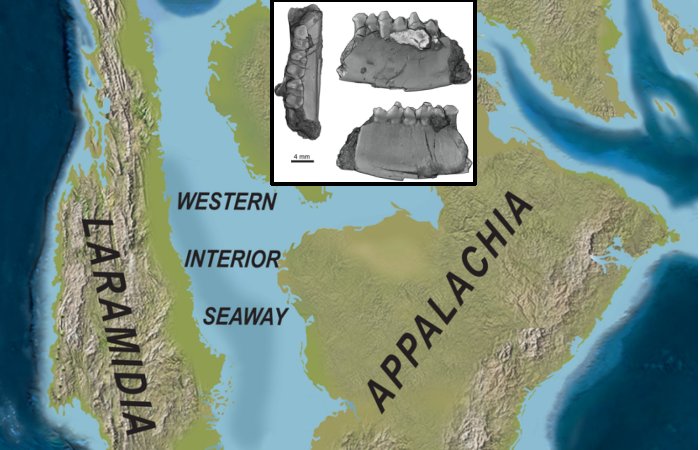 Colorado 'Swamp Dweller' Mammal That Lived Alongside Dinosaurs