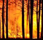 Global Carbon Dioxide Emissions From Forest Fires Increase By 60 Percent