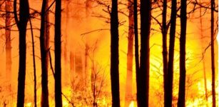 Global Carbon Dioxide Emissions From Forest Fires Increase By 60 Percent