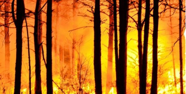 Global Carbon Dioxide Emissions From Forest Fires Increase By 60 Percent