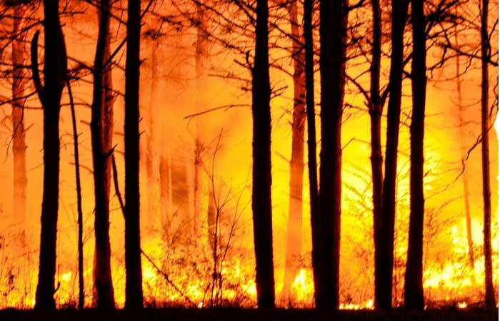 Global Carbon Dioxide Emissions From Forest Fires Increase By 60 Percent