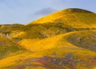 Grasslands Experience Rapid Changes Due To Climate Change And We Need To Protect Them