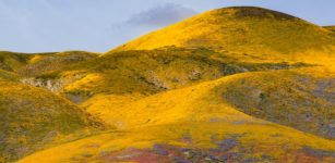 Grasslands Experience Rapid Changes Due To Climate Change And We Need To Protect Them