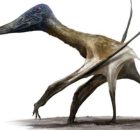 When And How Pterosaurs Went From Tiny Tree-Climbers To Towering Terrestrial Titans