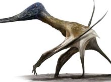 When And How Pterosaurs Went From Tiny Tree-Climbers To Towering Terrestrial Titans