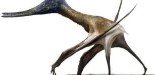 When And How Pterosaurs Went From Tiny Tree-Climbers To Towering Terrestrial Titans