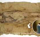 Mysterious White Mass On The Heads Of The Tarim Basin Mummies Identified